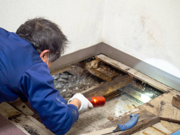 Best Local Mold Removal Service  in Fridley, MN