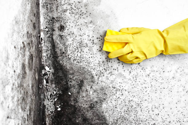 Best Same-Day Mold Removal  in Fridley, MN