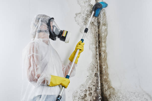 Best Mold Removal Company Near Me  in Fridley, MN