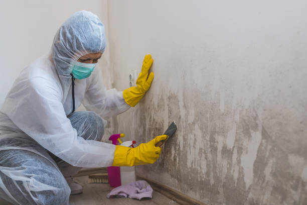 Trusted Fridley, MN Mold Removal Experts