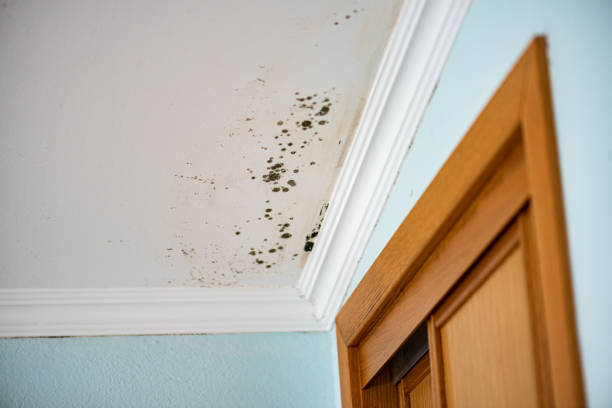 Best Emergency Mold Removal  in Fridley, MN