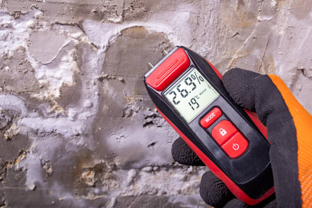 Best Fast Mold Removal  in Fridley, MN