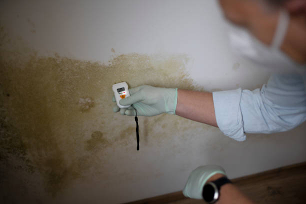 Best Black Mold Removal  in Fridley, MN