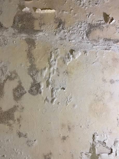 Best Affordable Mold Removal  in Fridley, MN