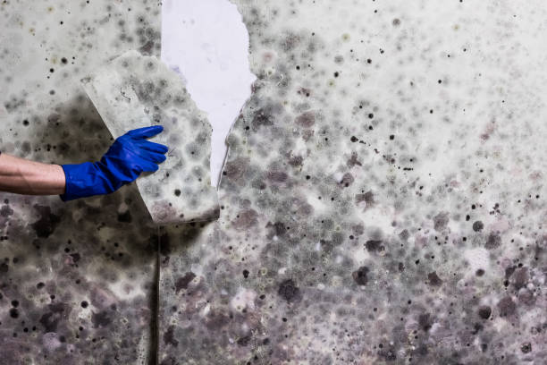 Best Water Damage Restoration  in Fridley, MN