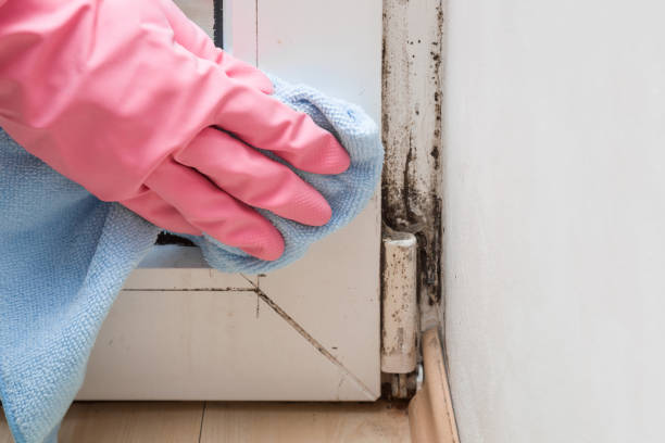 Mold Removal and Inspection in Fridley, MN